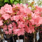 Azalka japonská (Azalea japonica) ´BLAAUW´ S PINK´ - výška 60-70 cm, kont. C2L - NA KMIENKU